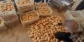 فرع حمص للسورية للتجارة يبدأ باستجرار البطاطا من المزارعين