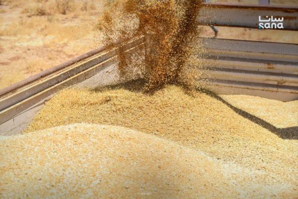 كشف تجاوزات بمليارات الليرات في مؤسسة الحبوب زمن النظام البائد