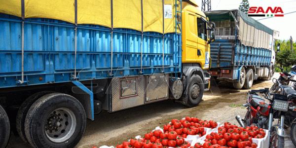 السورية للتجارة تستجر أكثر من 22 طن بندورة من المزارعين في ريف جبلة