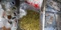 ضبط مواد غذائية فاسدة في معملين ومستودع بريف دمشق